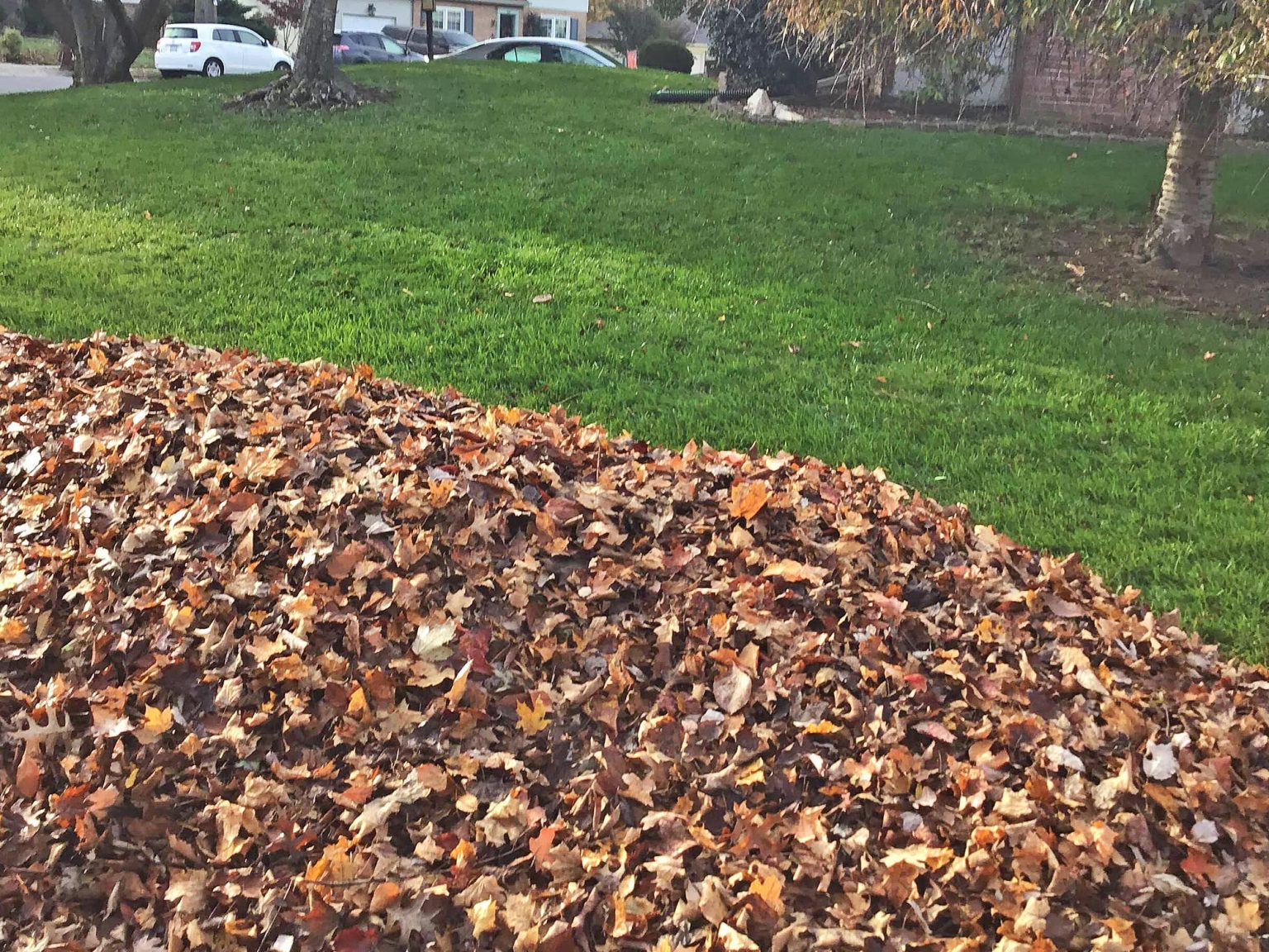 Fall leaf removal